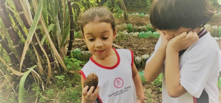 Infantil 5D estuda o cultivo da mandioca pelos povos indígenas
